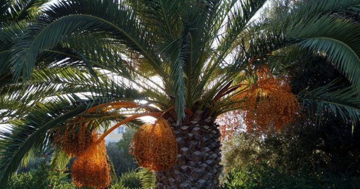 Prečo sú datle zdravé a ako ich využiť v kuchyni