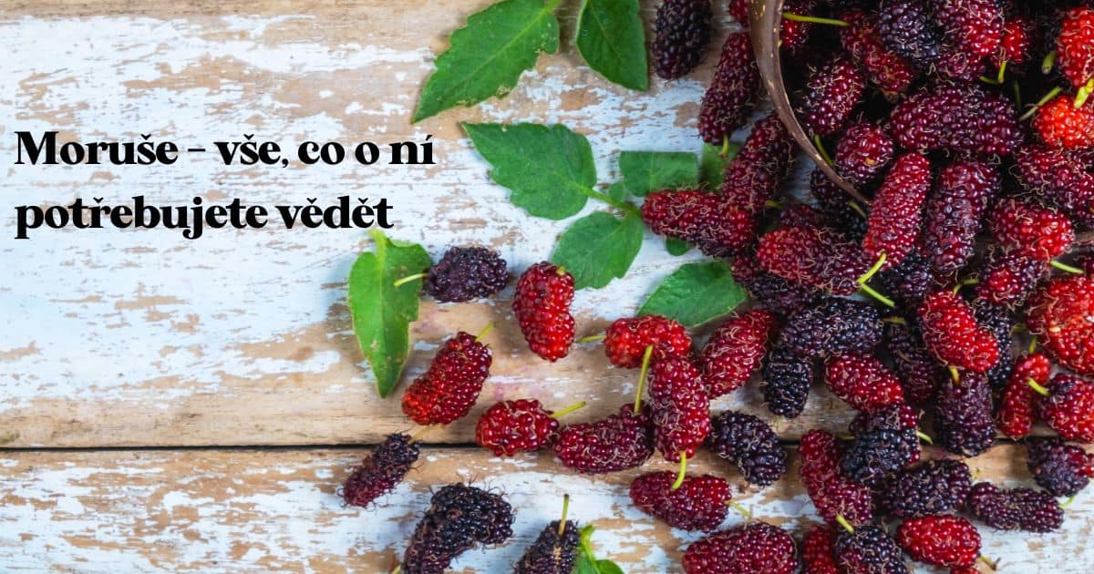 Moruša – všetko, čo o nej potrebujete vedieť